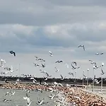Amur Nyaraló *